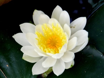 DSCF0167  スイレン　白 上から　アップ.jpg