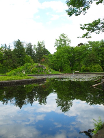 P5250578  池の南側.jpg