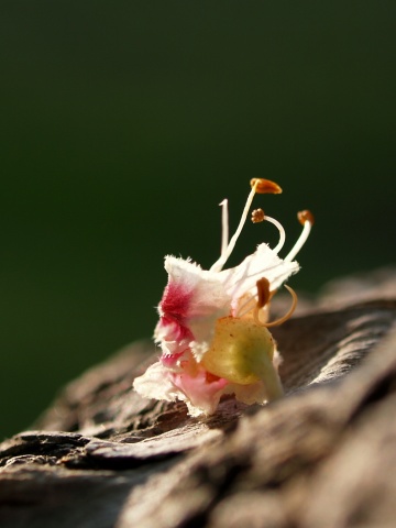 P6052348  木の上.jpg