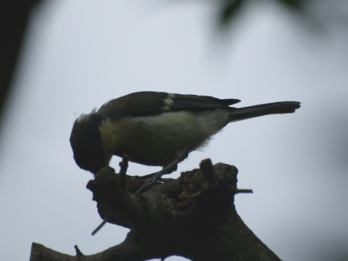 P7303537  鳥　2.jpg