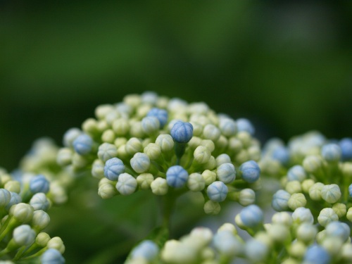 P7053414  あじさい　.jpg