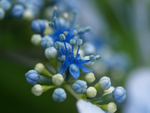 P7053419  あじさい　11.jpg