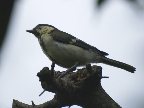 P7303538  鳥　1.jpg