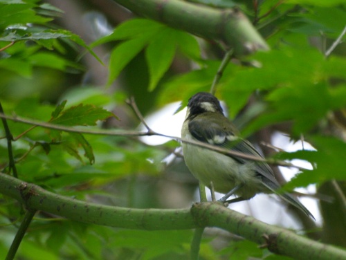 P7303533  鳥　4.jpg