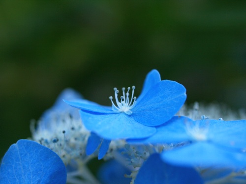 P7053439  あじさい　7.jpg