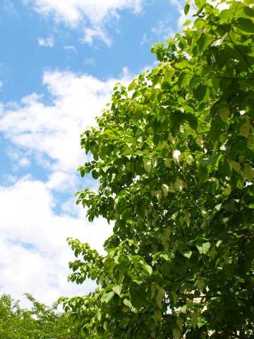 P5250571  空と.jpg