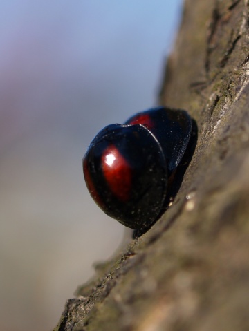 P4171806  お二人でした。.jpg