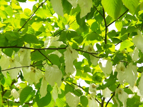 P5250564  ツリー.jpg