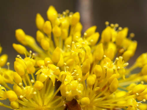 P4151631  サンシュユ.png