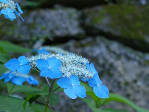 P7053437  あじさい　6.jpg