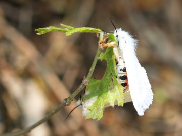 P5152074  ガ？　お二人。.jpg