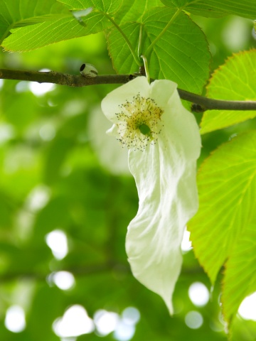 P5250566  お化け～.jpg