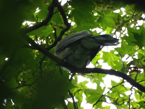 P7303531  鳥　5.jpg