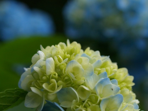 P7053411  あじさい　14.jpg