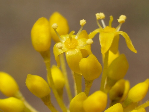 P4151640  サンシュユ　アップ.jpg