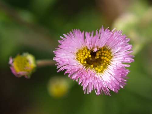 P5103515  ハートのハルジオン　.jpg