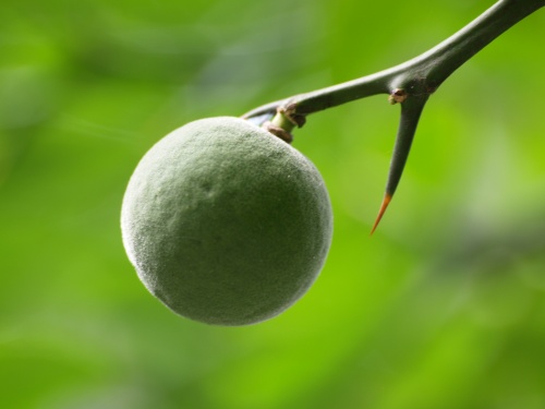 P7303563  カラタチの実.jpg