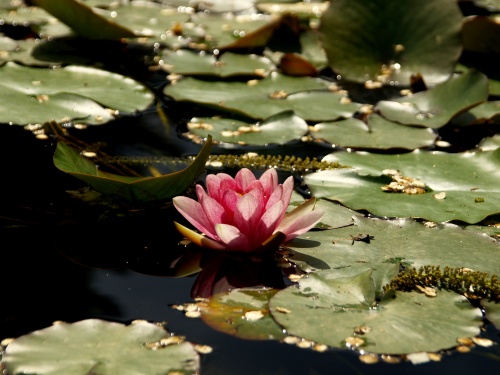 P5250597  スイレン　透けた　赤.jpg