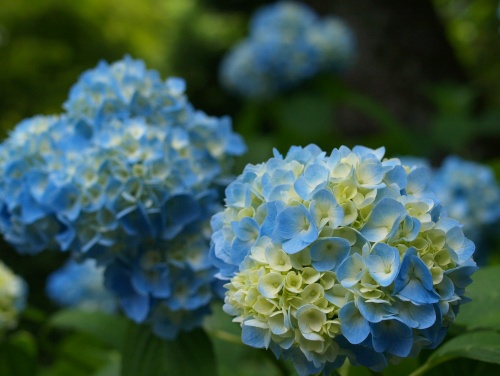 P7053413  あじさい　13.jpg