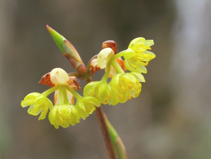 P4250352  アブラチャン　2.jpg