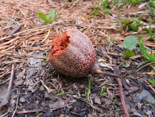 DSCF  0047  食べかけの実.jpg