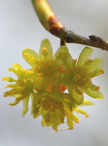 P4151652  アブラチャン.jpg