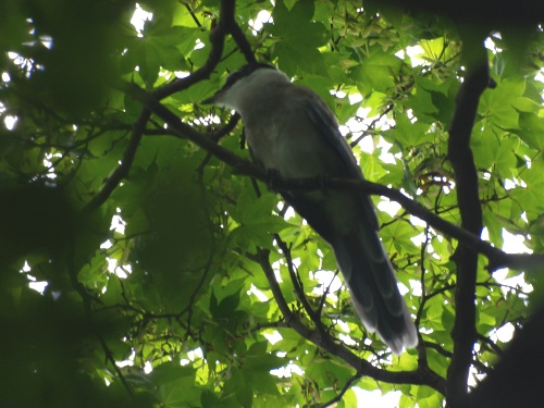 P7303530  オナガ.jpg