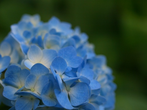 P7053410  あじさい　15.jpg