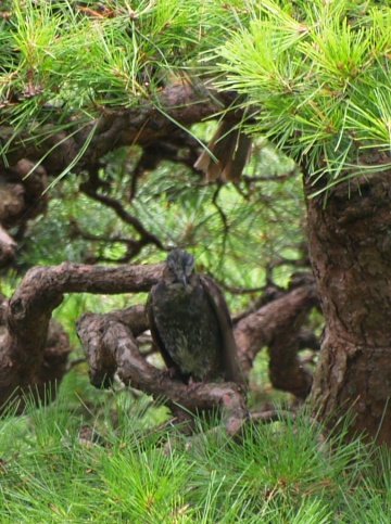 P7303555  ヒヨドリ.jpg