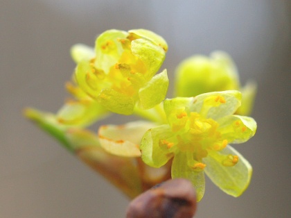 P4250355  透けた.jpg