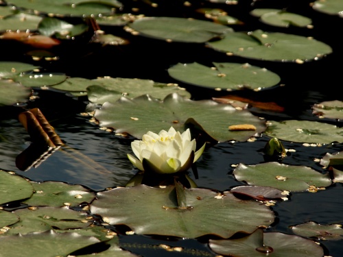 P5250598  スイレン　透けた　白.jpg