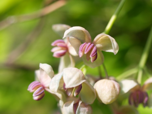 P5152025  あけび白花　パカッ.jpg