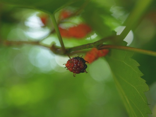 P7053403  桑の実.jpg