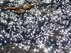 PA11001-1  葉っぱ.jpg