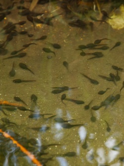 P5250588  おたまじゃくし.jpg