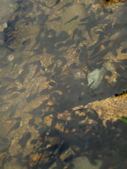 P5250585  おたまじゃくし　いっぱい.jpg