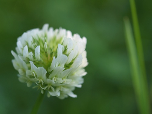 P6192925  シロツメクサ　2.jpg
