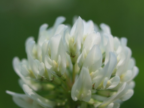 P6192928  シロツメクサ　3.jpg