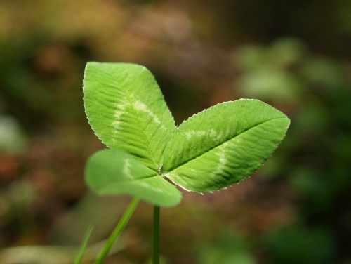 P6192984  葉っぱ.jpg