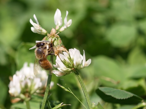 P6193042  クローバーとみつばち.jpg