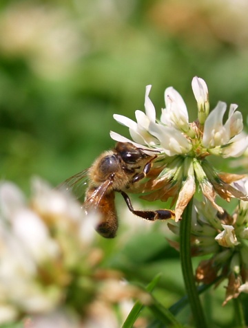 P6193039  みつばち　1.jpg