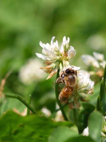 P6193040  みつばち　2.jpg