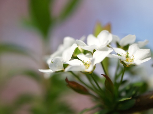 P5083419  ユキヤナギ　上へ.jpg