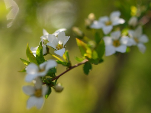 P5083412  ユキヤナギ.jpg