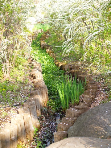 P5083417  ユキヤナギのトンネル.jpg