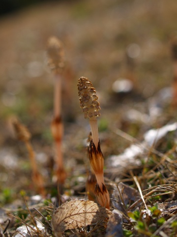 P4121590  つくしと枯葉.jpg