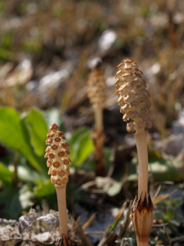 P4121586  つくし　3本.jpg