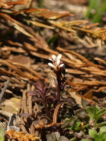 P4064406 白いはな .jpg