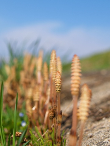 P4250205  青空とつくし.jpg