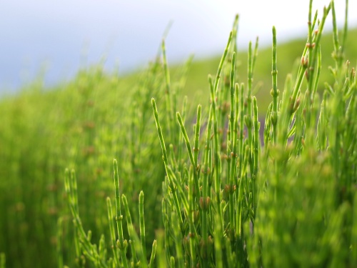 P5103518  空とスギナ.jpg